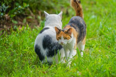 Kaplumbağa kabuğu kedi bozkırda yuvalanmış.