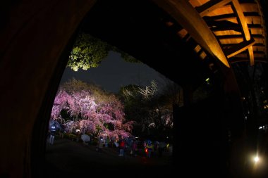 Rikugien 'in çiçek açmış kiraz ağacı.