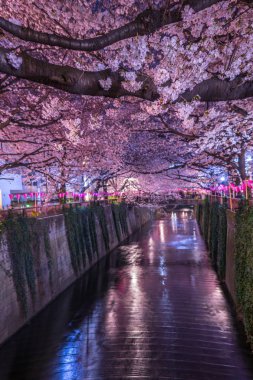 Meguro Nehri 'nin kiraz çiçekleri.