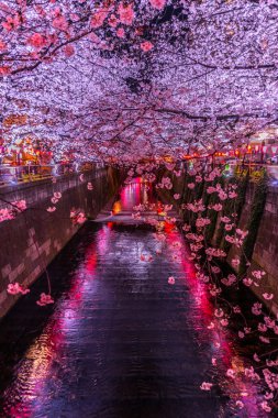 Meguro Nehri 'nin kiraz çiçekleri.