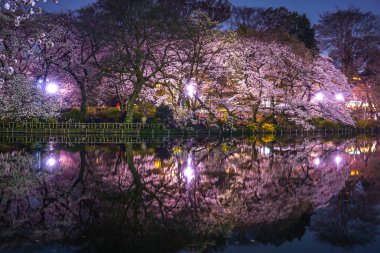 Inokashira Parkının kiraz çiçekleri (Inokashira Park))