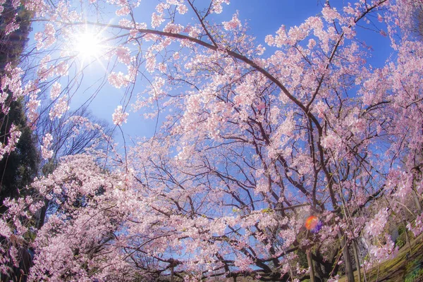Weeping Cherry Tree Sunny Blue Sky — ストック写真