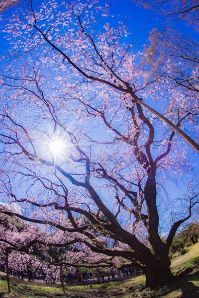 Cerisier Pleureur Ciel Bleu Ensoleillé — Photo