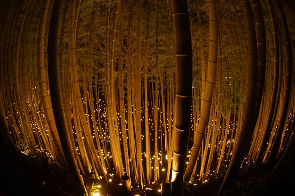 Iluminação Pequeno Diâmetro Bosque Bambu Pequena Escrivaninha Castelo Floresta Cidadão — Fotografia de Stock