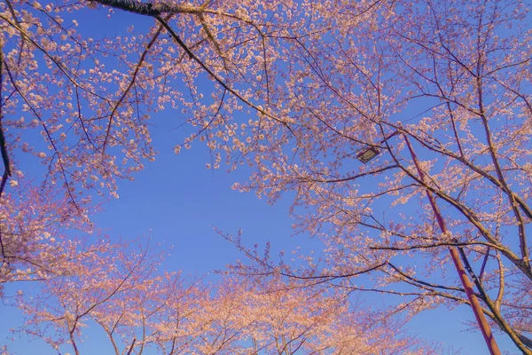 Full Bloom Cherry Tree Sunny Blue Sky Chofu Airport — Stock Photo, Image