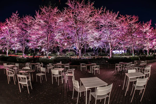 Floração Completa Cerejeira Centro Tóquio — Fotografia de Stock