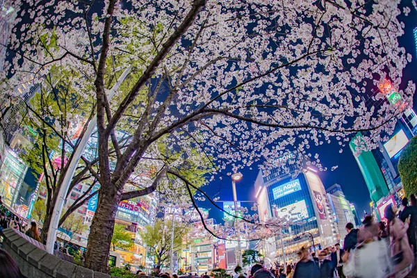 Shibuya Station Van Sakura — Stockfoto
