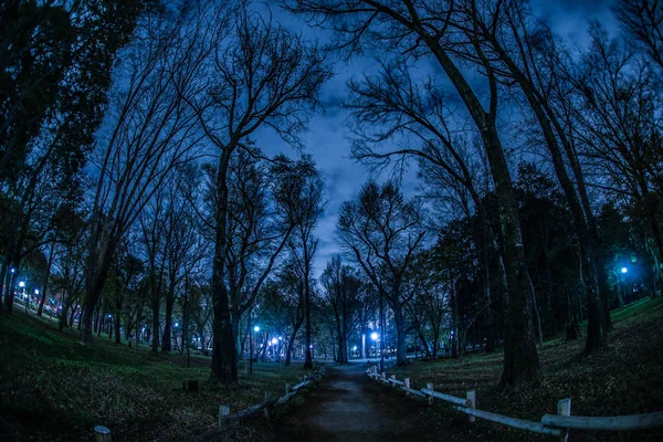 Floresta Parque Inokashira — Fotografia de Stock