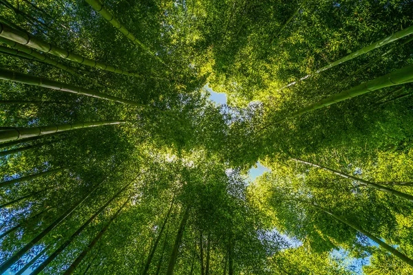 Sluneční Pohled Bambusového Háje — Stock fotografie