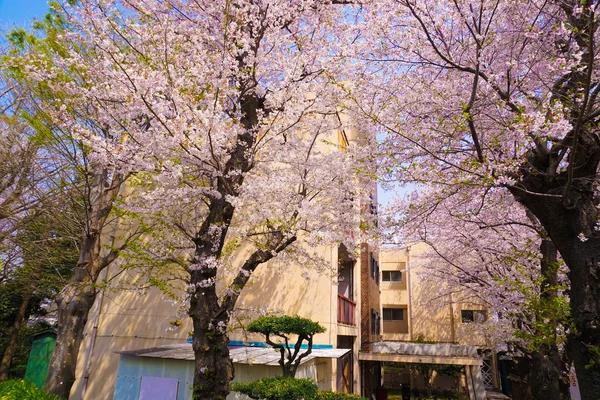 Streets Cherry Tree — Stock Photo, Image