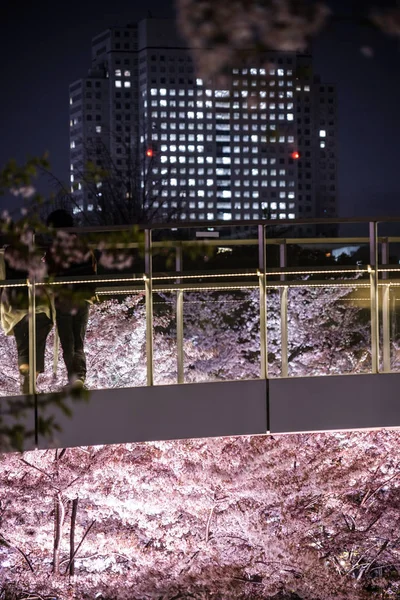 Folk Beundrar Körsbärsblommorna Tokyo Midtown — Stockfoto