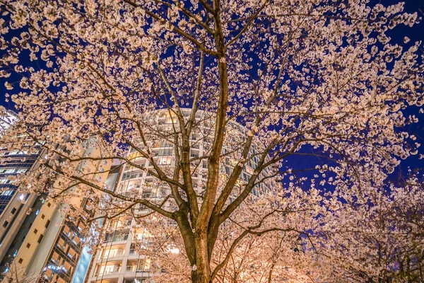 Van Akasaka Minato Tokio Kersenbloesems Stad — Stockfoto