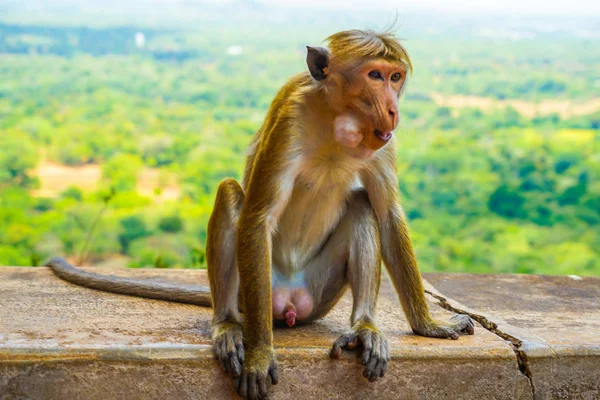 원숭이 스리랑카 시기리야 — 스톡 사진