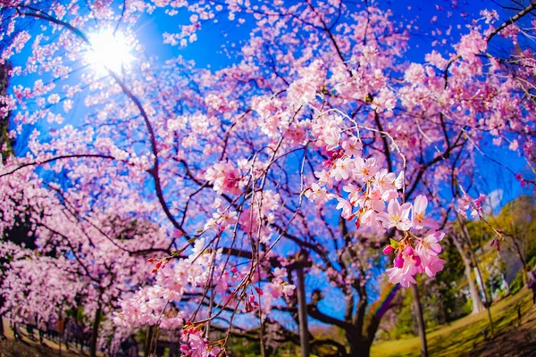 哭泣的樱桃树和阳光灿烂的蓝天 — 图库照片