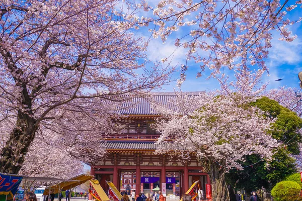 Cerisier Pleine Floraison Ikegami Honmonji — Photo