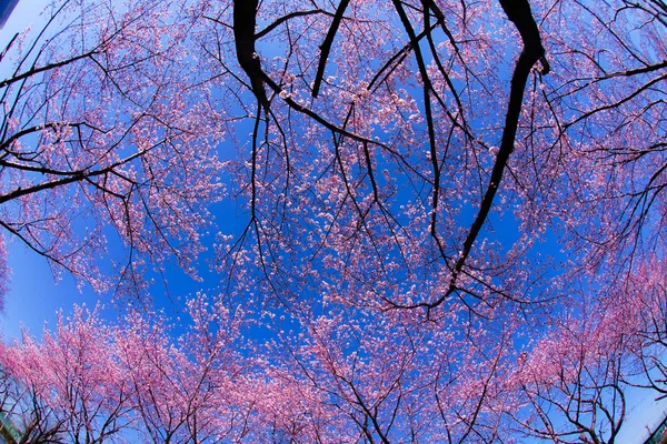 Pleine Floraison Cerisier Ciel Bleu Ensoleillé Aéroport Chofu — Photo