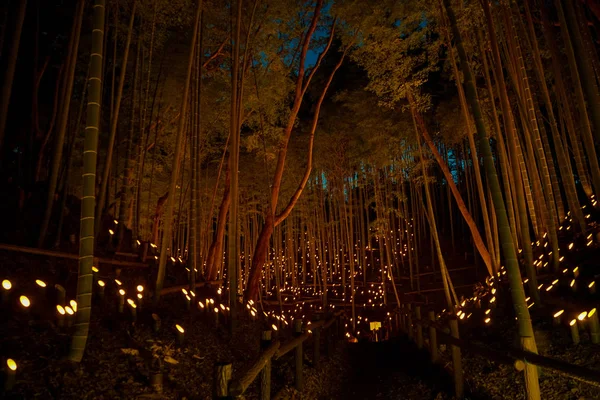 Iluminación Pequeño Diámetro Arboleda Bambú Pequeño Escritorio Bosque Castillo Ciudadano —  Fotos de Stock