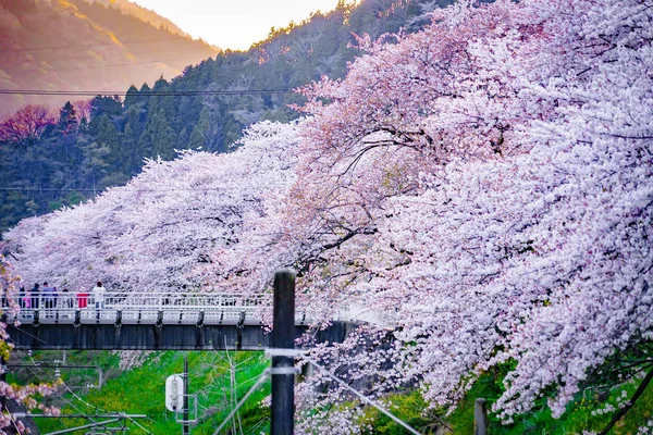 Spring Yamakita İstasyonu (Kanagawa ashigarakami bölgesi)