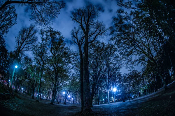 来自Inokashira公园的森林 — 图库照片