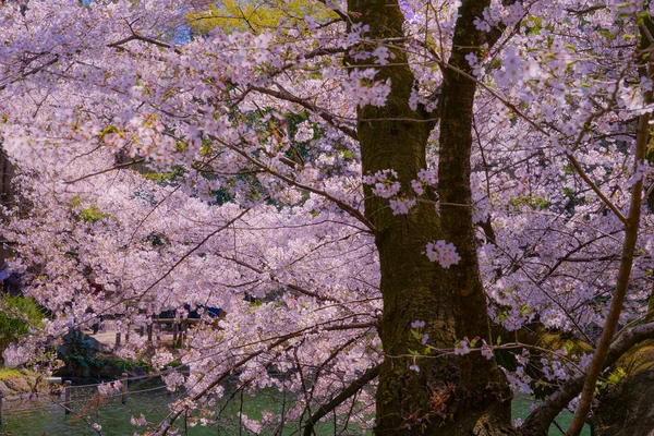 井の頭公園の満開の桜 — ストック写真
