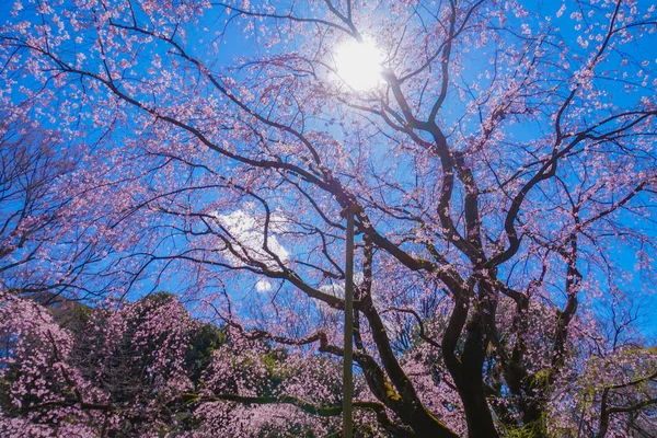 空のしだれ桜と六義園の天気 — ストック写真