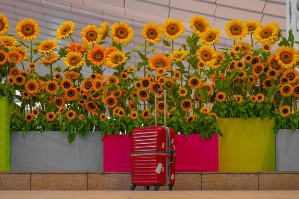 Slunečnicové Květiny Červený Kufřík — Stock fotografie