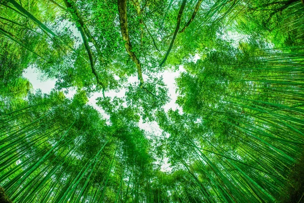 Kyoto Arashiyama Bamboo Forest — Stock Photo, Image