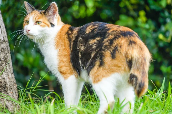 Tortuga Gato Enclavado Pradera — Foto de Stock