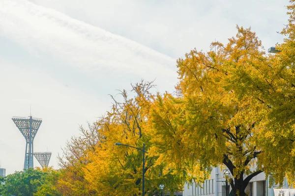 Yokohama Minato Mirai Ginkgo — Fotografia de Stock