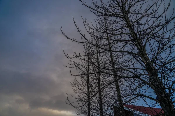 Iceland Coniferous Trees Sky — Stockfoto