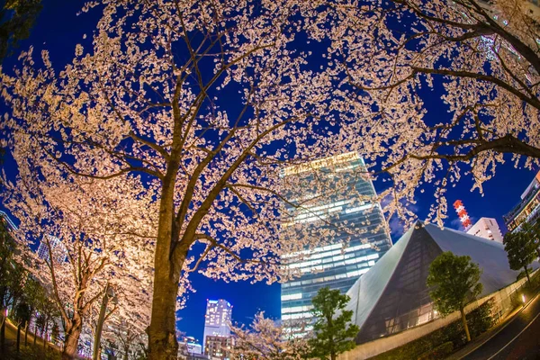 Акасака Мінато Токійська Вишнева Квітка Місто — стокове фото