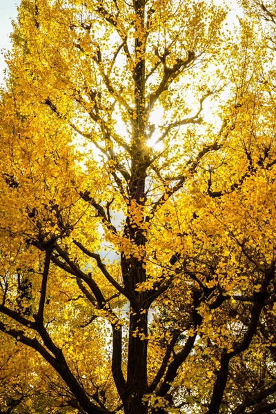 Гриб Ginkgo Зовнішній Садовий Ряд Гінкго Дерев — стокове фото