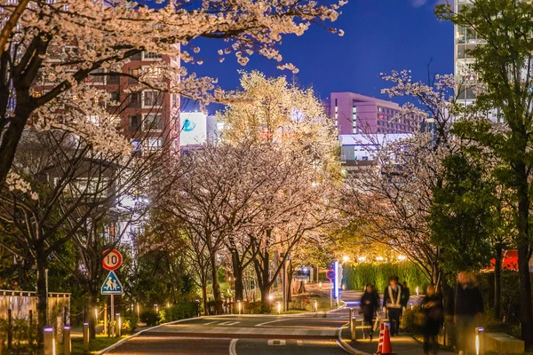Akasaka Minato Tokio Flores Cerezo Ciudad — Foto de Stock