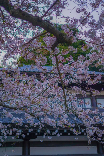 Plný Květ Třešně Krajiny Kamakura Hasedera — Stock fotografie