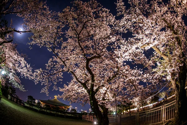 A去看夜晚和月亮上的樱花 — 图库照片