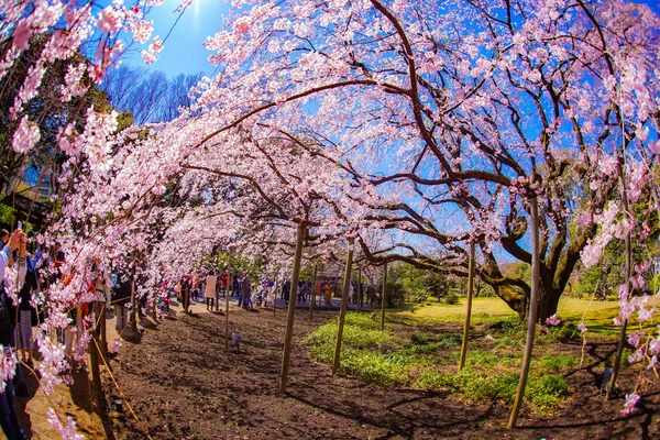 Weeping Cherry Tree Sunny Blue Sky — Stock Photo, Image