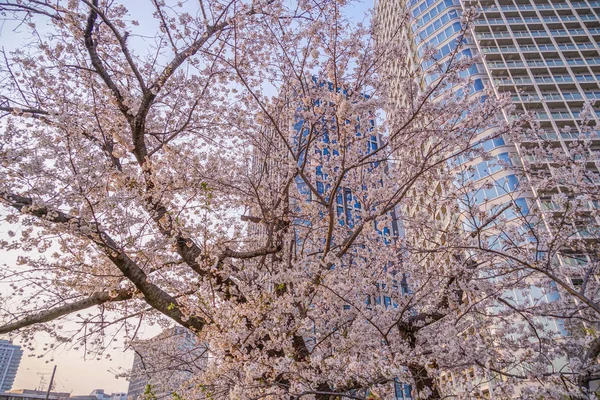 Κτίριο Sakura Και Futakotamagawa Ομάδα Της Πλήρους Άνθισης — Φωτογραφία Αρχείου