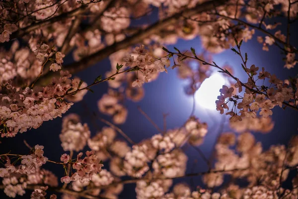 Ver Flores Cerezo Noche Luna Llena —  Fotos de Stock