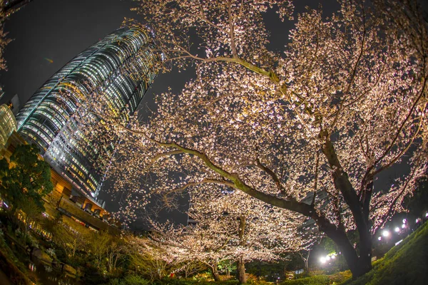 Gece Kiraz Çiçeklerini Görmeye Gidiyorum Roppongi Hills Mori Bahçesi — Stok fotoğraf