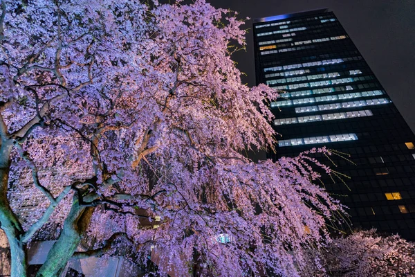 Skyscrapers Shinjuku Write Cherry — стокове фото