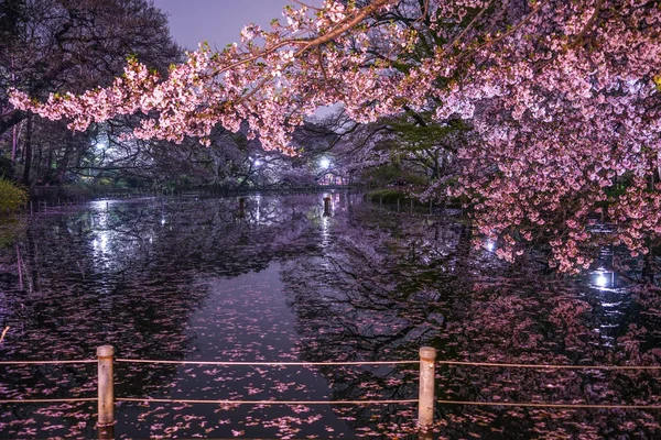 Cherry Blossoms Inokashira Park — Stock Photo, Image