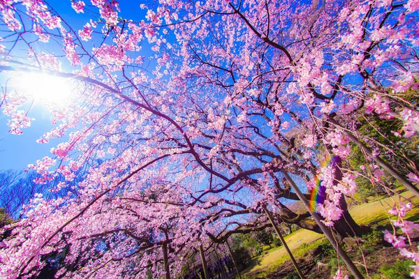 Gråtande Körsbärsträd Och Solig Blå Himmel — Stockfoto