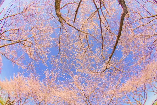 Volle Blüte Des Kirschbaums Und Sonniger Blauer Himmel Chofu Flughafen — Stockfoto