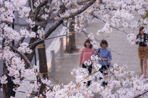 Roppongi Chome Von Kirschbäumen Gesäumt — Stockfoto