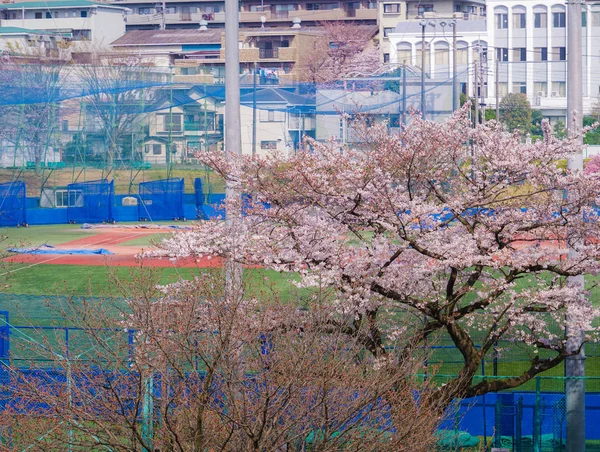 異なる花 選択的焦点 — ストック写真