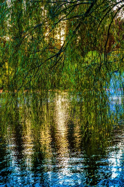 Lago Inokashira Salgueiro — Fotografia de Stock