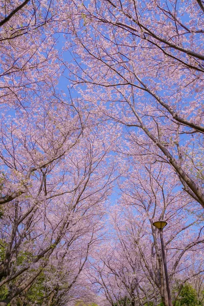 Flor Completa Cerezo Honmoku Cumbre Parque Yokohama —  Fotos de Stock