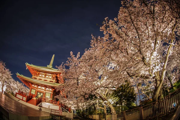 Ναός Και Πρόκειται Δείτε Άνθη Κερασιάς Νύχτα — Φωτογραφία Αρχείου