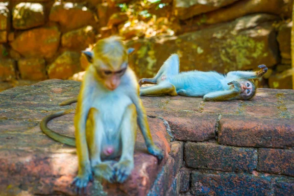 Мавпа Острів Сігірія — стокове фото