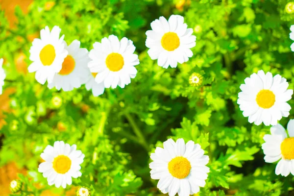 Colorful Chamomile Image Wallpaper — Stock Photo, Image